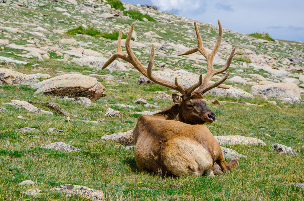 The Illusive Elk of California Mountain Valley Living