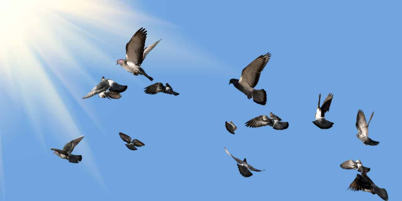 Ever See a Pigeon Race? Mountain Valley Living