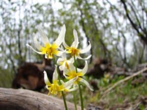 Fawn lily on Brokeoff Mountain Trail courtesy NPS