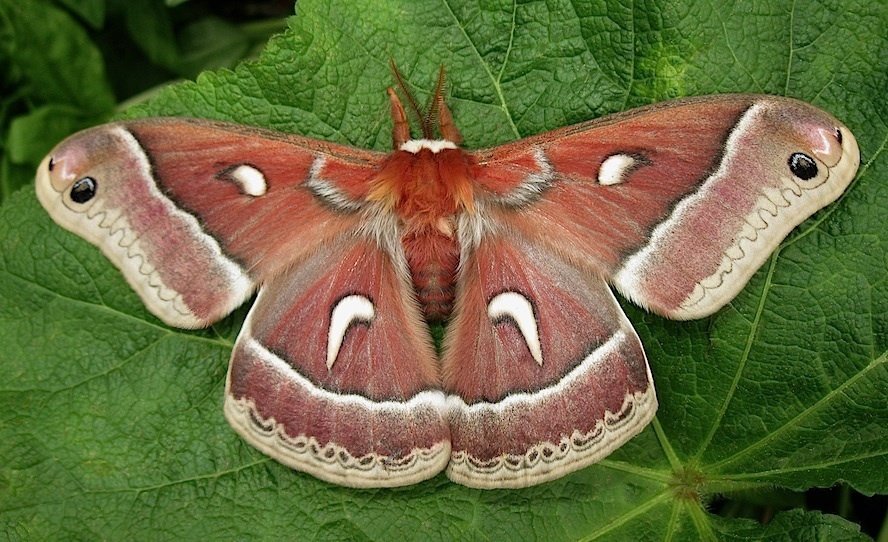 Ceanothus Silk Moth A Beautiful Moth From A Color Changing Caterpillar