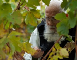 Monk in the vineyard. Vina CA