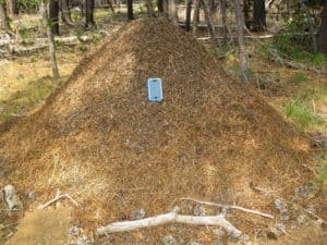 Red Mound Ant Nest2