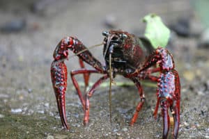 Swamp Crayfish