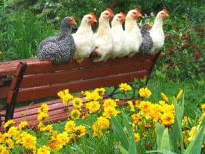 chickens on a bench
