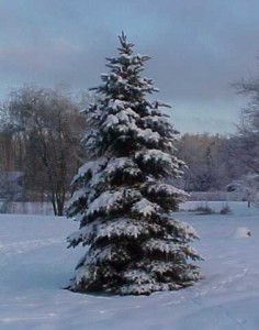 Christmas-Tree-