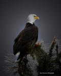 Bald eagle--Susan Mueller