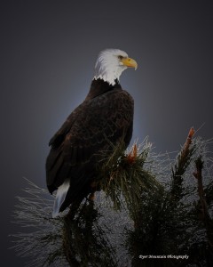 Bald eagle--Susan Mueller