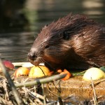 North American Beaver the Busy Builder