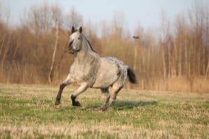 Gorgeous Appaloosa Running In Spring Nature
