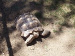 African Sulcata Tortoise
