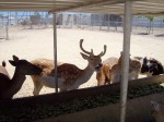 Sika Deer