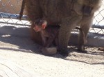 Baby Baboon