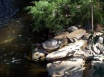 Sierra Safari Red eared Slider Turtle