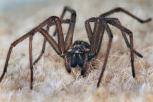 Male house spider.