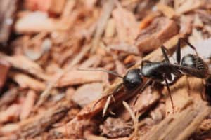 Carpenter Ant On Wood Chips
