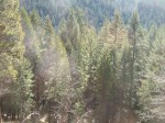 surrounding forest