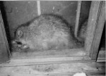 Naughty Raccoon
