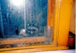 Naughty Raccoons