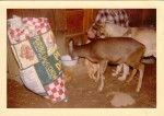 Penny eating with the dogs