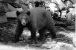 Bear outside the front door