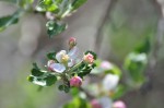 Apple Blossom 1 Apple Blossom 1