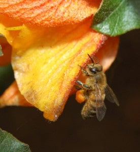 A busy honey bee
