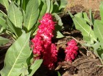 Snow Plant