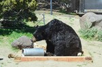 bear