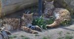 bobcats