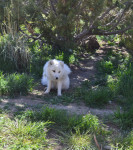 arctic fox