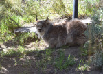 lynx