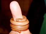 Rubber Boa one year old