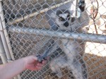 Lemur