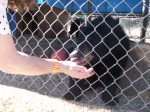 Black Bear