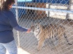 Tiger and Roberta