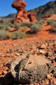 Desert Horned Lizard