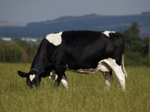 Grazing