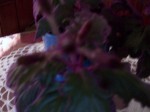 Purple Passion Plant042