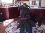 Purple Passion Plant043