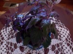 Purple Passion Plant044