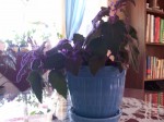 Purple Passion Plant045