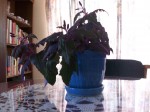 Purple Passion Plant046