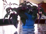 Purple Passion Plant047