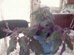 Purple Passion Plant048