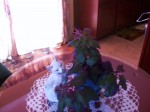 Purple Passion Plant050