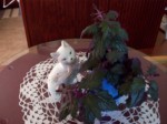 Purple Passion Plant051