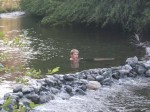 Darin Best in Beegum Creek
