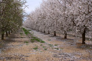 Almond Trees In Orchard