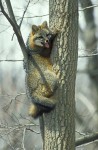 grayfoxintree grayfoxintree
