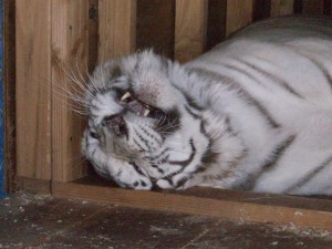Chuffy the White Tiger